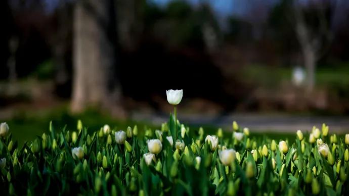 Tulip
